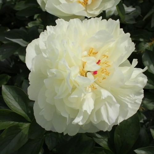 Paeonia lactiflora / Bijūnas EARLY SENSATION