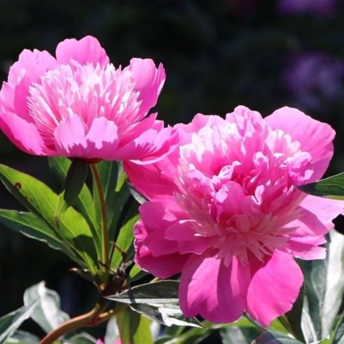 Paeonia lactiflora / Bijūnas EDULIS SUPERBA