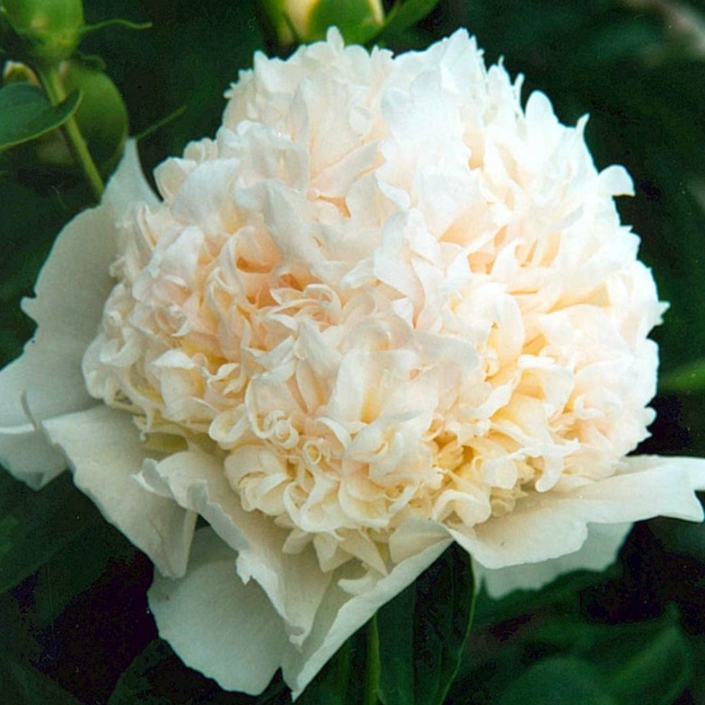 Paeonia lactiflora / Bijūnas FESTIVA PIXIE