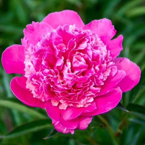 Paeonia lactiflora / Bijūnas GENERAL MACMAHON