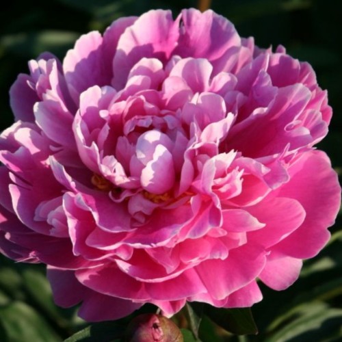 Paeonia lactiflora / Bijūnas GILBERT BARTHELOT