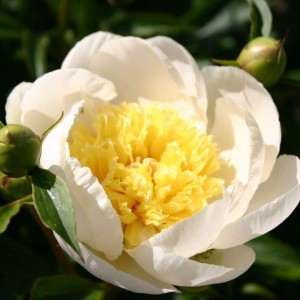 Paeonia lactiflora / Bijūnas GOLD STANDARD