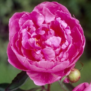 Paeonia lactiflora / Bijūnas KONINGIN WILHELMINA