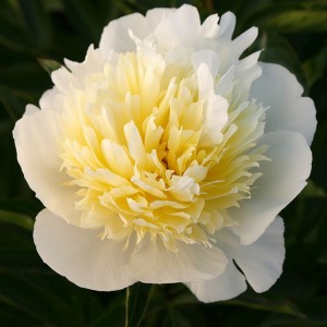 Paeonia lactiflora / Bijūnas LAURA DESSERT