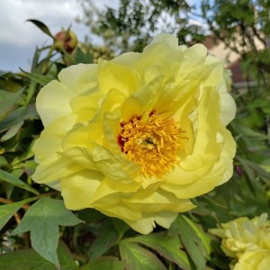 Paeonia lactiflora / Bijūnas LUTEA HIGH NOON