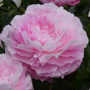 Paeonia lactiflora / BijūnasSUSIE Q
