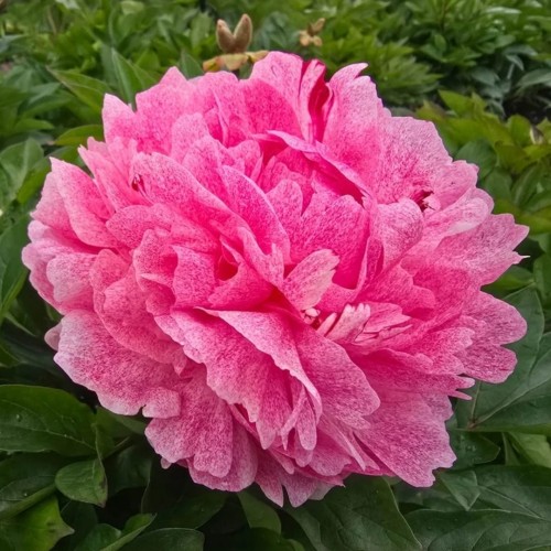 Paeonia lactiflora / Bijūnas THE FAWN