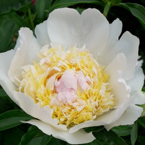 Paeonia lactiflora / Bijūnas TOP BRASS