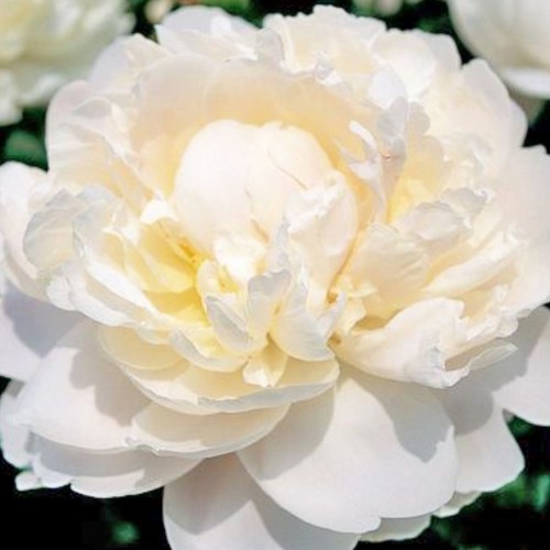 Paeonia lactiflora / Bijūnas VICTORIAN BROACH