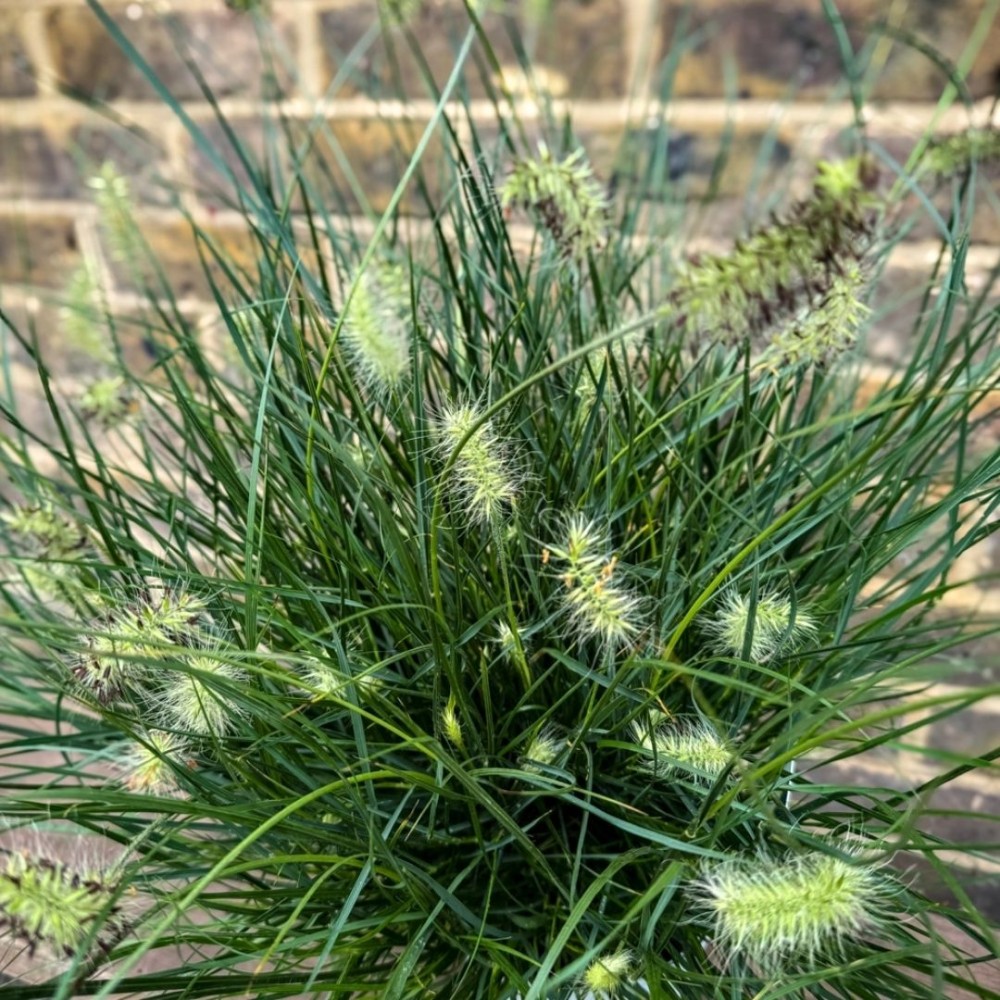 Pennisetum / Soruolė LITTLE BUNNY