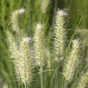 Pennisetum / Soruolė LITTLE BUNNY