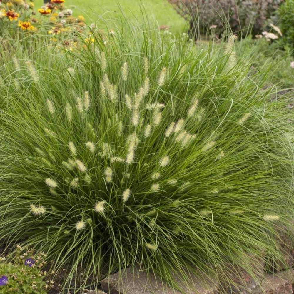 Pennisetum / Soruolė LITTLE BUNNY