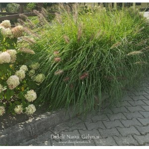 Pennisetum / Soruolė MOUDRY