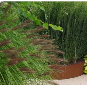 Pennisetum / Soruolė MOUDRY