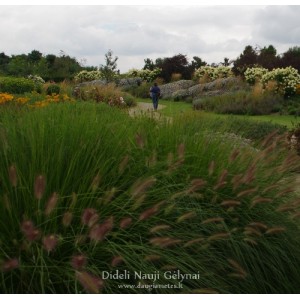 Pennisetum / Soruolė MOUDRY
