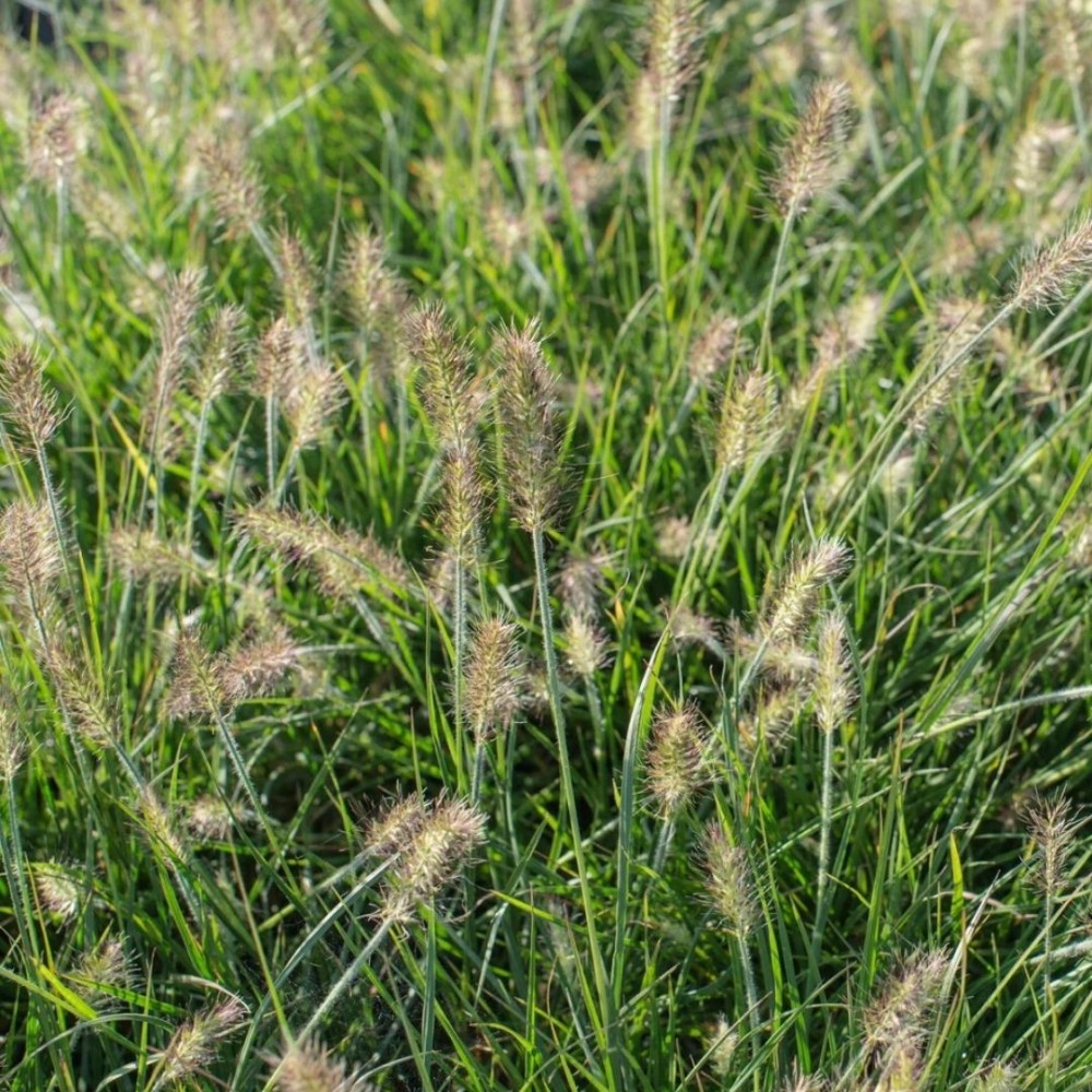 Pennisetum / Soruolė LITTLE BUNNY