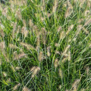 Pennisetum / Soruolė LITTLE BUNNY