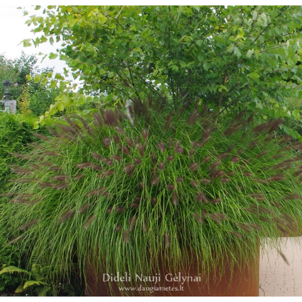 Pennisetum / Soruolė MOUDRY