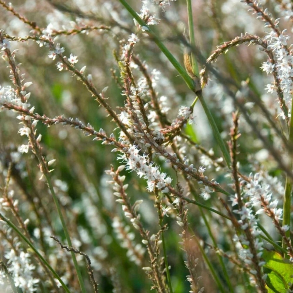 Persicaria / Rūgtis ALBA