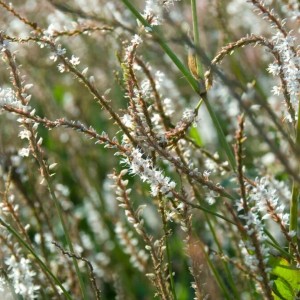 Persicaria / Rūgtis ALBA