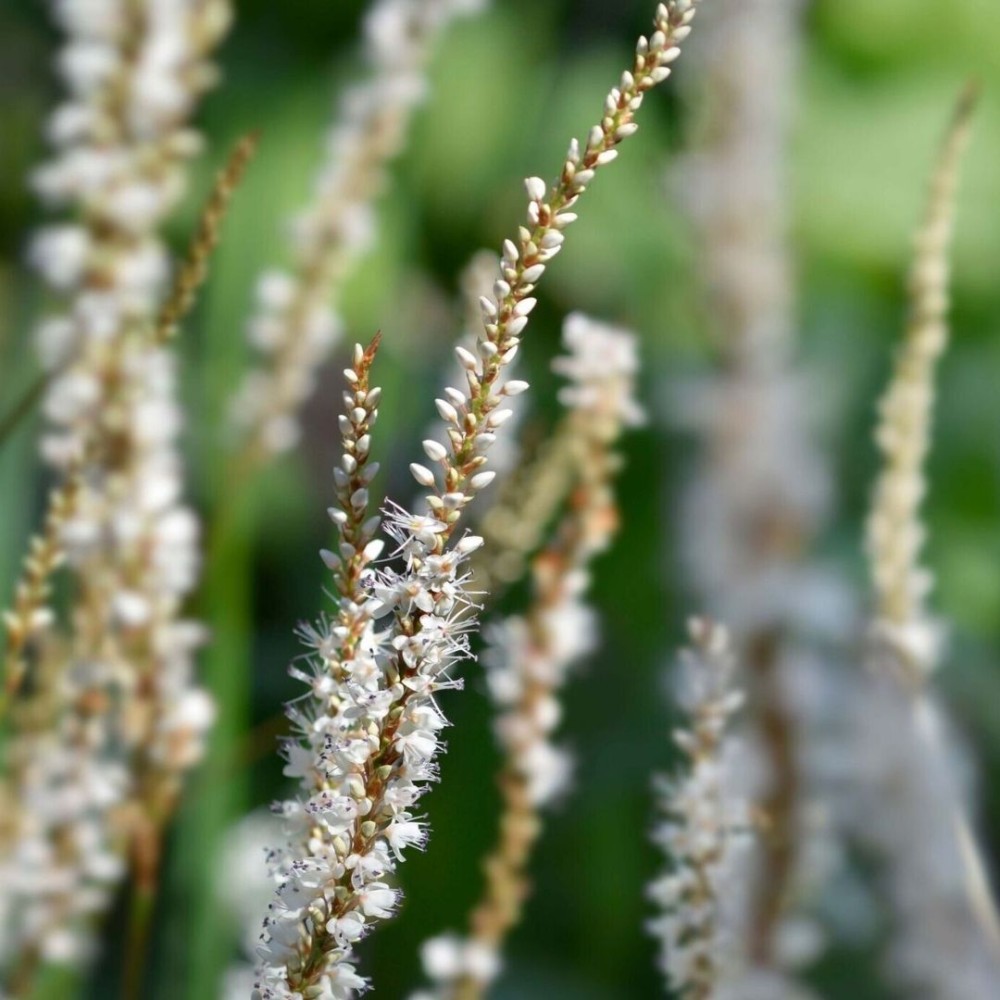 Persicaria / Rūgtis ALBA
