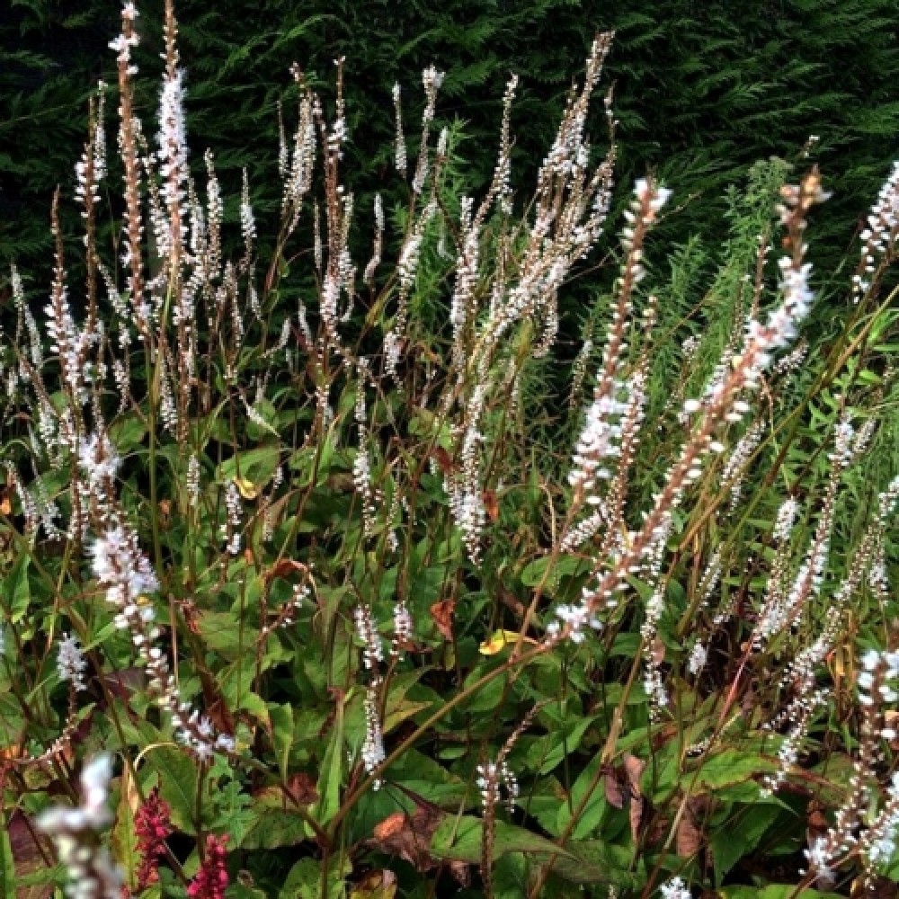 Persicaria / Rūgtis ALBA