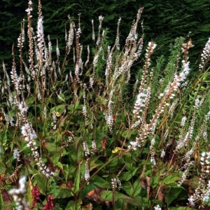 Persicaria / Rūgtis ALBA