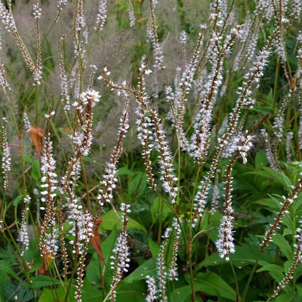 Persicaria / Rūgtis ALBA