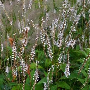Persicaria / Rūgtis ALBA