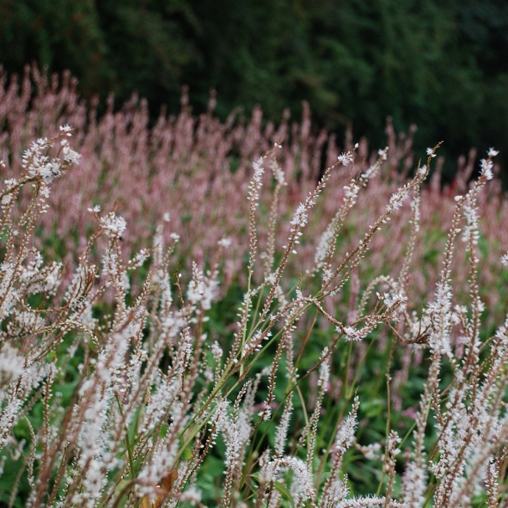 Persicaria / Rūgtis ALBA