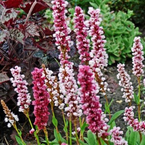 Persicaria / Rūgtis DONALD LOWNDES