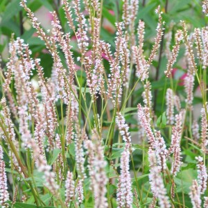 Persicaria / Rūgtis JS MISTY MORNING