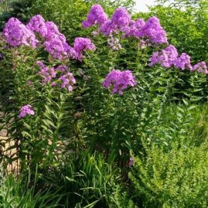 Phlox / Flioksas LAVENDER