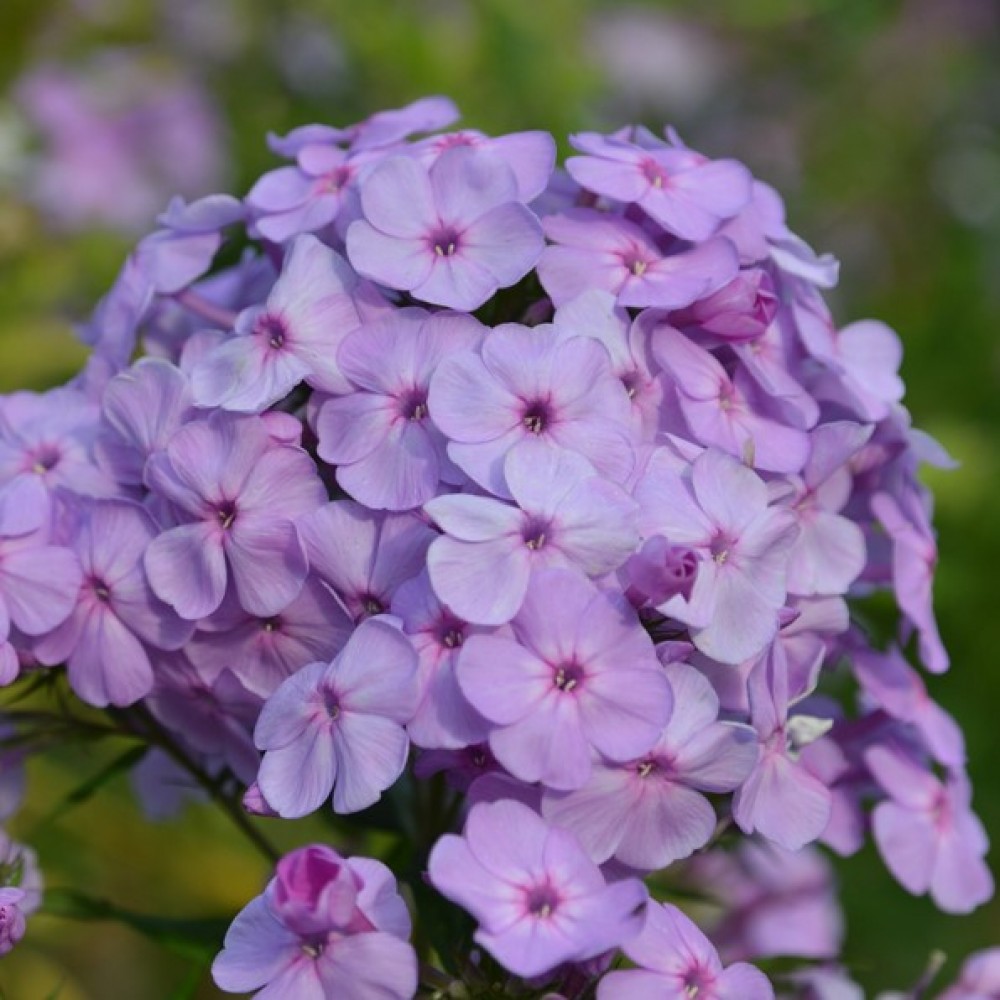 Phlox / Flioksas LAVENDER