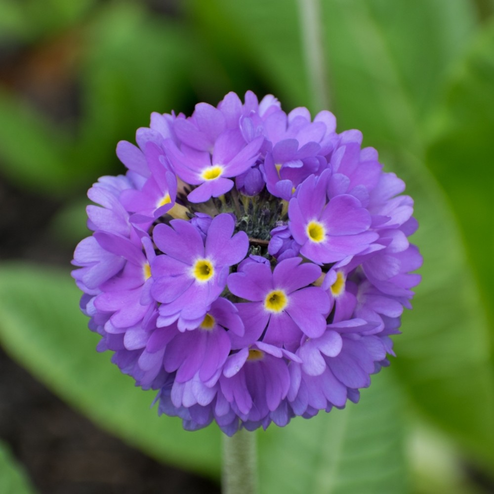 Primula denticulata / Dantytalapė raktažolė