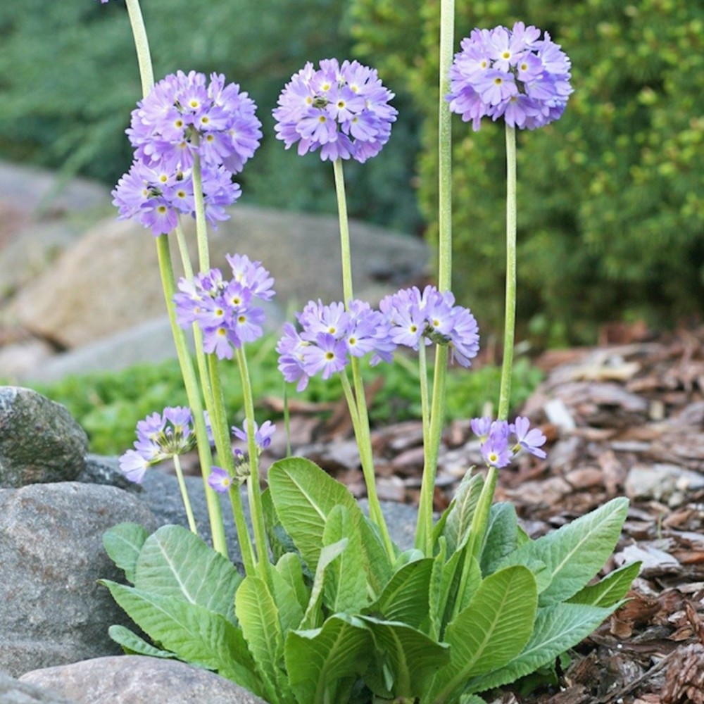 Primula denticulata / Dantytalapė raktažolė