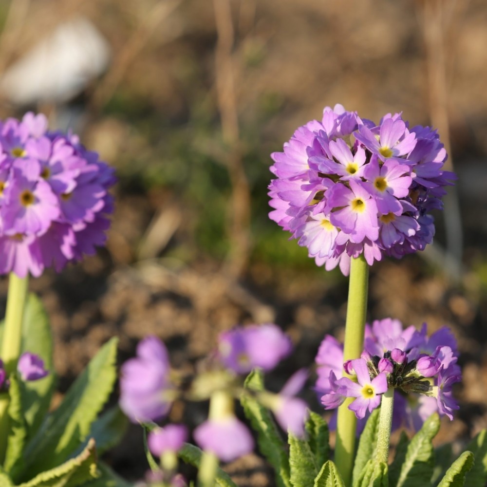 Primula denticulata / Dantytalapė raktažolė