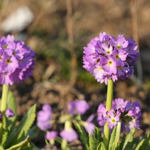Primula denticulata / Dantytalapė raktažolė