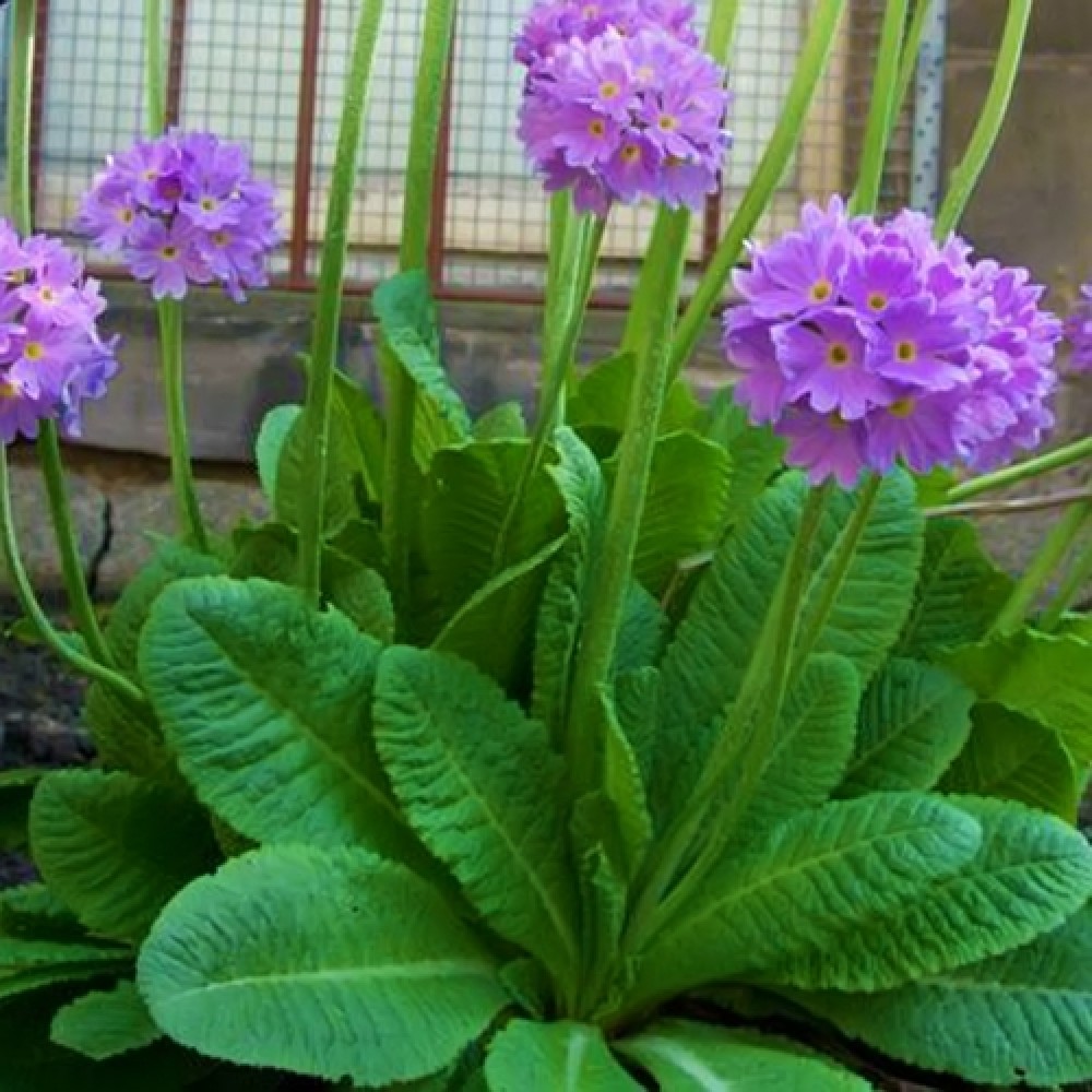 Primula / Raktažolė BLUE SELECTION