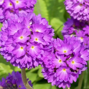 Primula / Raktažolė BLUE SELECTION