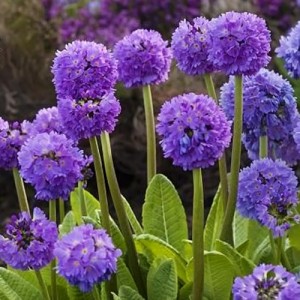 Primula / Raktažolė BLUE SELECTION