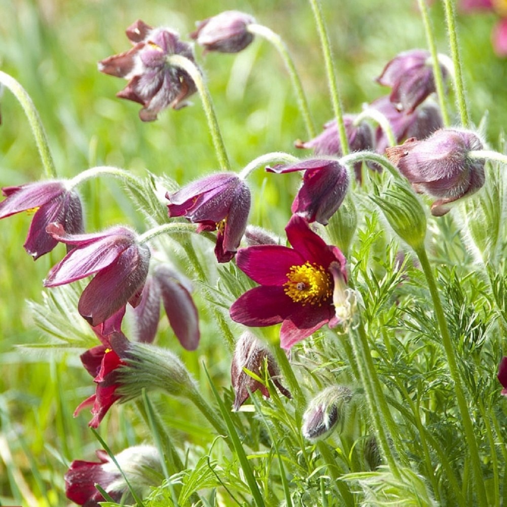 Pulsatilla / Šilagėlė RUBRA