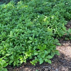 Pachysandra terminalis / Mietveinė viršūnžiedė GREEN CARPET