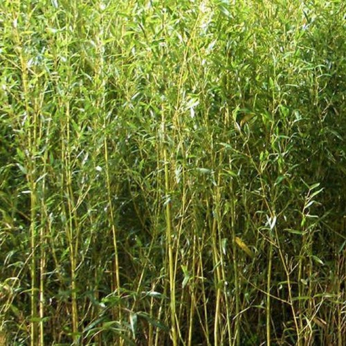 Phyllostachys aurea / Auksuotasis didbambukis (bambukas)