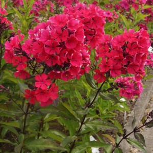 Šluotelinis flioksas / Phlox paniculata SPITFIRE