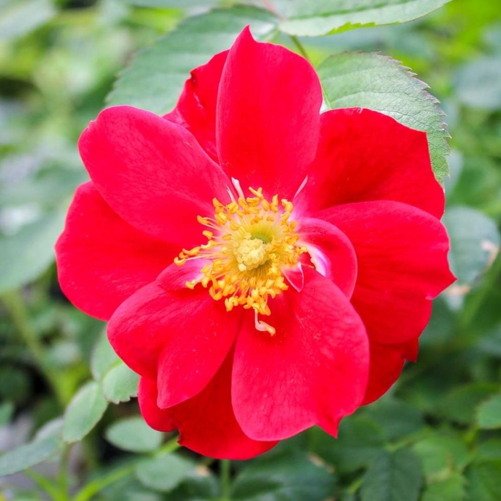 Kanados krūminė rožė / Rosa ADELAIDE HOODLESS