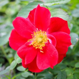 Kanados krūminė rožė / Rosa ADELAIDE HOODLESS