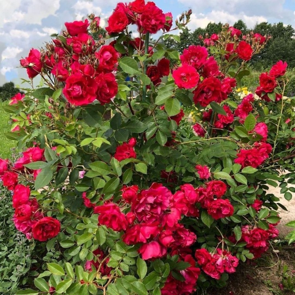 Kanados krūminė rožė / Rosa ADELAIDE HOODLESS