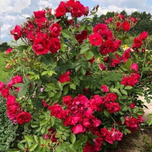 Kanados krūminė rožė / Rosa ADELAIDE HOODLESS