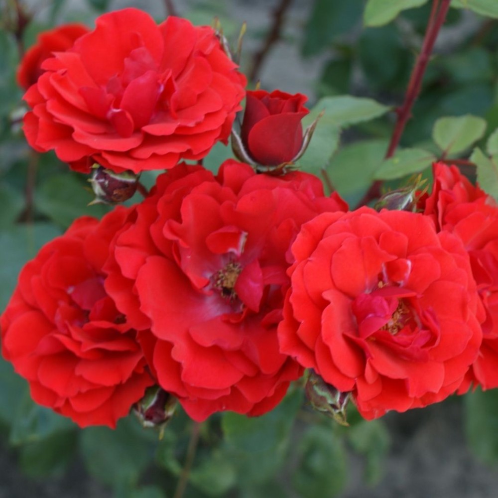 Kanados krūminė rožė / Rosa ADELAIDE HOODLESS